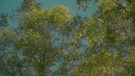 Beautiful-lush-green-leaves-swaying-on-tree-branches-in-light-summer-breeze