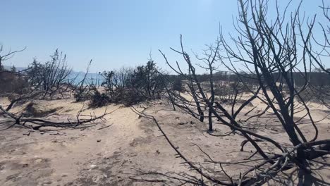 Black-tree-remains-after-wildfires-in-Rhodes,-POV-walking-view