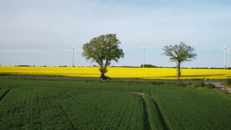 Tierras-De-Cultivo-De-Canola-Verde-Y-Amarilla-Con-Turbinas-Eólicas-Girando-Contra-El-Cielo,-Drones