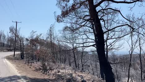 Verbrannte-Bäume-Nach-Einem-Waldbrand-Auf-Der-Insel-Rhodos,-Fahrt-Vorbei