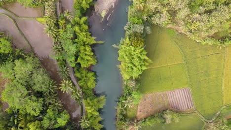 Overhead-drone-shot-of-tropical-rocky-river-with-turqoise-water-surrounded-by-green-trees-and-plantation