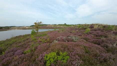 Fast-FPV-flight-over-lake-and-purple-bushes-panorama-in-Schoorl,-Netherlands