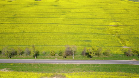 Yellow-rapeseed-oil-canola-fields-next-to-country-road-in-countryside,-aerial