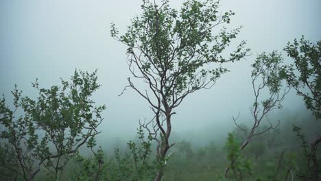 Misty-Weather-In-Atmospheric-Forest-Mountains.-Close-Up