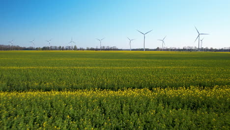 Wind-turbines-against-blue-sky,-low-aerial-pullback-over-rapeseed-canola-field