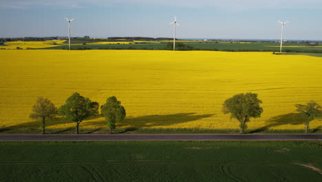 Scenic-aerial-view-of-bright-yellow-canola-oilseed-rape-field-with-wind-turbines