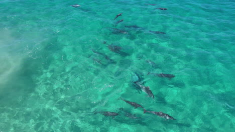 Pod-of-bottlenose-dolphin-in-Cook-Island,-NSW,-Australia