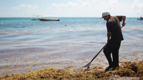 Man-clears-out-Sargassum-at-beach-Mexico