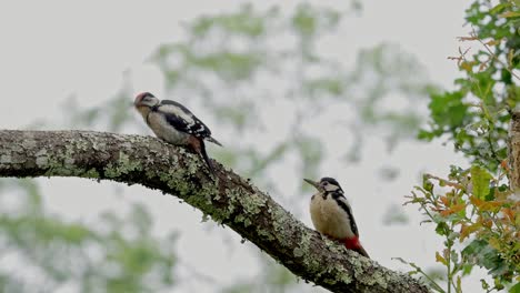 Adorables-Pájaros-Dendrocopos-Principales-Sentados-En-El-Tronco-De-Un-árbol-En-La-Naturaleza