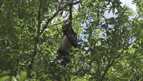 Monkey-eating-fruit-on-tree