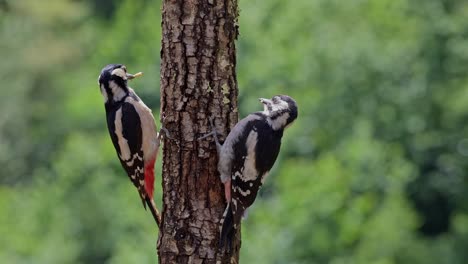 Entzückende-Dendrocopos-Großvögel,-Die-Auf-Einem-Baumstamm-In-Der-Natur-Sitzen