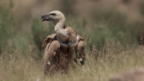 Predatory-Gyps-fulvus-bird-standing-on-grassy-meadow