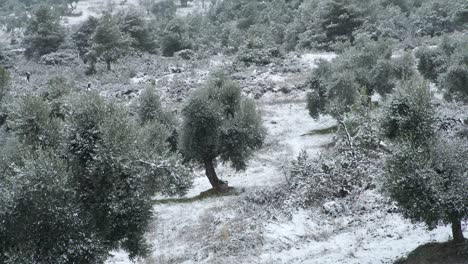 Snowfall-in-green-valley-with-bushes