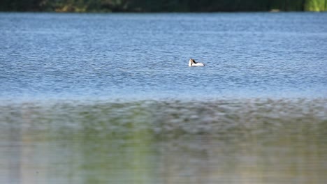 Water-bird-floating-on-lake-in-summer