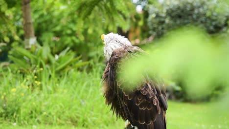 Strong-wild-eagle-resting-in-summer-day