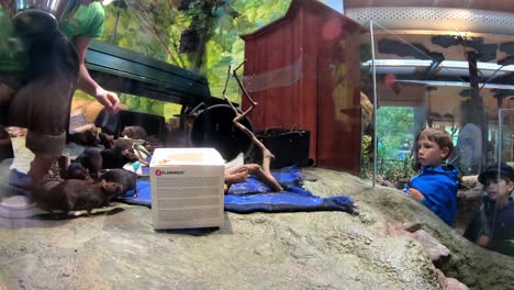 Rats-beeing-fed-eggs-yolk-behind-glass-wall-in-Skansen-Zoo-at-Stockholm-Sweden