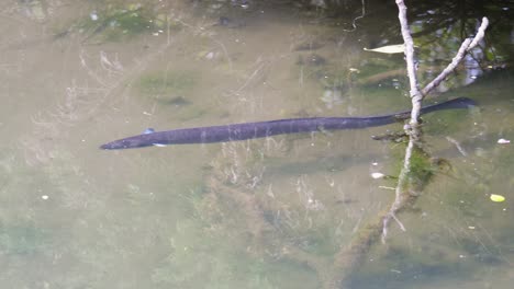 Longfin-eel-in-New-Zealand-swimming-in-shallow-clear-water-in-slow-motion