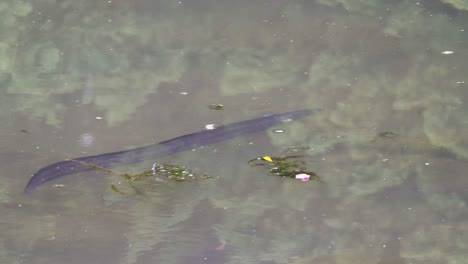 In-Neuseeland-Endemischer-Langflossenaal-Schwimmt-In-Zeitlupe-In-Einem-Teich