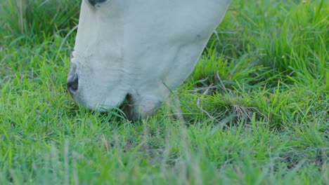 Nahaufnahme-Eines-Rinderkopfes,-Der-Auf-Der-Grünen-Wiese-Weidet
