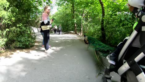 Hermoso-Y-Elegante-Pájaro-Pavo-Real-Caminando-Entre-La-Gente-Dentro-Del-Parque