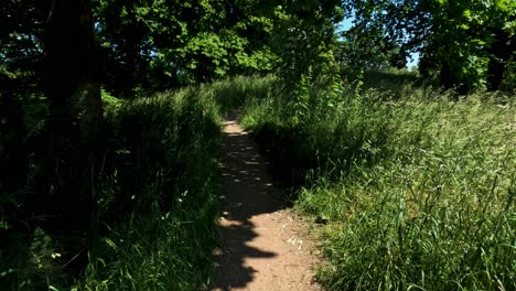 POV-Walking-Up-Along-Path-Lined-With-Tall-Wild-Grass-Flowers-On-Sunny-Day