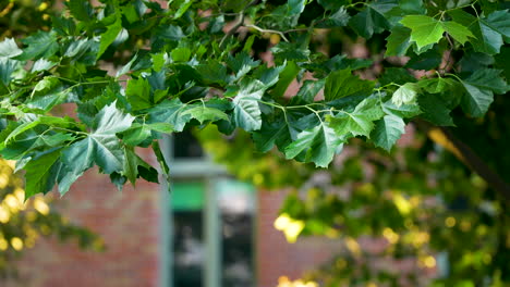 Schöne-üppige-Grüne-Ahornblätter-Im-Freien,-Nahaufnahme,-Naturhintergrund