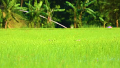 Spotted-Dove-Hidden-By-Green-Grass-Blades-In-Rural-Farmland-In-Bangladesh