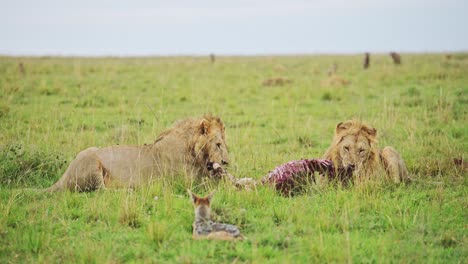 Two-male-lions-feeding-on-a-fresh-kill-showing-powerful-dominance,-African-Wildlife-in-Maasai-Mara-National-Reserve,-Kenya,-Africa-Safari-Animals-in-Masai-Mara-North-Conservancy