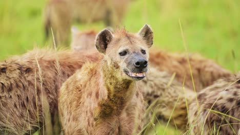 Primer-Plano-De-Un-Grupo-De-Hienas-Alimentándose-De-Una-Matanza-Reciente-Entre-La-Hierba-Alta-De-La-Conservación-Del-Norte-De-Masai-Mara,-Vida-Silvestre-Africana-En-La-Reserva-Nacional-De-Masai-Mara,-Kenia