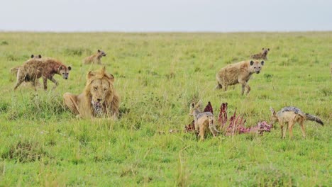 León-Macho-Protegiendo-La-Matanza-De-Las-Hienas-Cercanas-A-La-Recolección-De-Basura,-Jerarquía-De-La-Vida-Silvestre-Africana-En-Maasai-Mara,-Orden-De-La-Cadena-Alimentaria-En-La-Reserva-Nacional-De-Masai-Mara