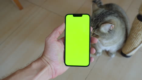 Hombre-Sosteniendo-Un-Iphone-14-Con-Pantalla-Verde,-Un-Gato-Frotándose-Cariñosamente-Contra-él,-Iluminación-Ambiental-Del-Piso,-Llave-Cromática