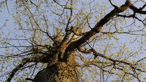 Large-oak-tree-during-spring-with-small-leaves