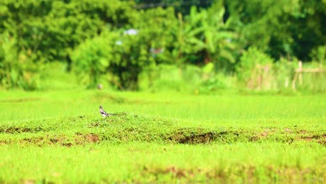 Oriental-Magpie-Robin,-The-National-Bird-of-Bangladesh-Walking-Across-Green-Grass-Farmland