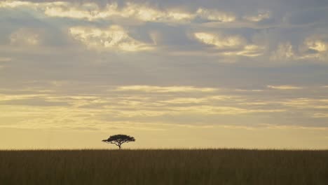 beautiful-African-landscape-in-Maasai-Mara-National-Reserve-with-acacia-tree-in-background,-Kenyan-sunset-as-sun-goes-down,-Africa-Safari-scenery-in-Masai-Mara-North-Conservancy