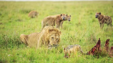 Männlicher-Löwe-Schützt-Tötung-Vor-Hyänen-In-Der-Nähe-Beim-Aasfressen,-Hierarchie-Der-Afrikanischen-Tierwelt-In-Der-Masai-Mara,-Ordnung-Der-Nahrungskette-Im-Masai-Mara-Nationalreservat