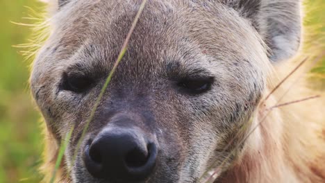 Zeitlupe-Eines-Hyänen-Nahaufnahmeporträts,-Tierwelt-Der-Masai-Mara,-Augen-Afrikanischer-Tiere,-Die-Sich-In-Kenia,-Afrika,-Naturschutzgebiet-Maasai-Mara-Nord-Umsehen