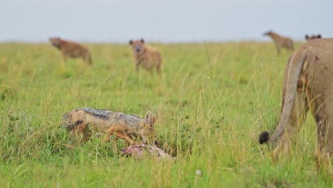Jackals-Eating-a-Kill-of-a-Dead-Animal,-African-Wildlife-Safari-Animals-in-Africa-in-Masai-Mara,-Kenya-with-Hyena-Watching-and-Waiting-to-Eat-Food,-Amazing-Nature-Ecosystem