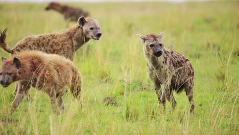 Slow-Motion-Shot-of-Excited-Hyenas-surrounding-remains-of-a-carcus,-group-working-together-to-feed-on-kill,-African-Wildlife-in-Maasai-Mara-National-Reserve,-Masai-Mara-North-Conservancy