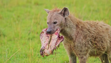 Slow-Motion-Shot-of-Hyena-alone-with-prey-walking-through-the-tall-grass-with-scavenged-food-to-eat,-African-Wildlife-in-Maasai-Mara-National-Reserve,-Kenya