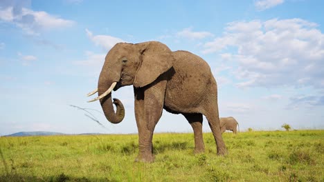 African-Elephant,-Africa-Wildlife,-Big-Large-Male-Bull-Elephant-in-Masai-Mara,-Kenya,-Low-Angle-Shot-of-Safari-Animals-Feeding-Eating-Grazing-the-Savanna-on-Blue-Sky-Day,-Dangerous-Animal-Encounter
