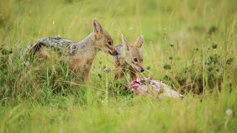 Wildhundeschakale-Nutzen-Die-Gelegenheit,-Sich-Von-Überresten-Zu-Ernähren,-Afrikanische-Tierwelt-Im-Masai-Mara-Nationalreservat,-Kenia,-Plündernde-Afrikanische-Safaritiere-Im-Naturschutzgebiet-Masai-Mara-Nord