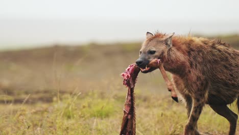 Close-up-African-Wildlife-in-Maasai-Mara-National-Reserve,-Hyena-with-part-of-a-kill,-scavenging-for-remains,-walking-with-food-in-its-mouth