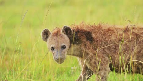 Slow-Motion-Shot-of-African-Wildlife-in-Maasai-Mara-National-Reserve,-Kenya,-Africa-Safari-Animal-Hyena-playing-with-remains-of-carcus,-feeding-in-Masai-Mara-North-Conservancy