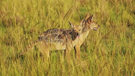 Slow-Motion-Shot-of-Two-Jackals-surveying,-watching-over-close-area,-survival-of-African-Wildlife-in-Maasai-Mara-National-Reserve,-Kenya,-Africa-Safari-Animals-in-Masai-Mara-North-Conservancy