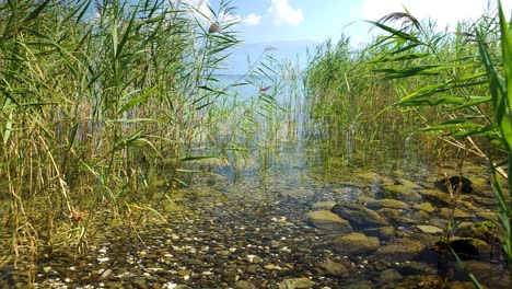 Beautiful-natural-lake-shore-with-green-reeds-and-colorful-pebbles-under-shallow-clean-water-in-Pogradec,-Albania