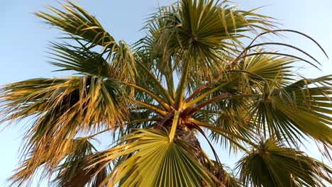 Palm-tree-seen-from-below,-green-palm-leaves-against-a-blue-sky