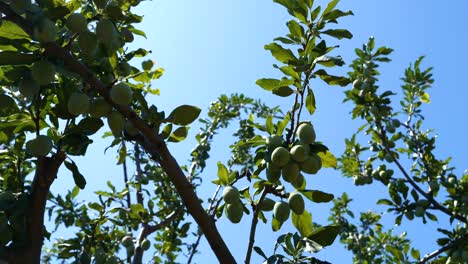 Green-plums,-ripening-on-the-branch-on-a-sunny-summer-day