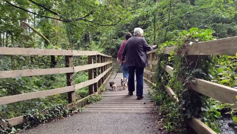Mature-females-chatting-and-walking-pet-dogs-across-wooden-bridge-in-dense-green-woodland-nature-walk