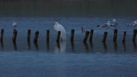 Large-white-Heron-stands-proud-in-shallow-lake-water-surrounded-by-Gulls