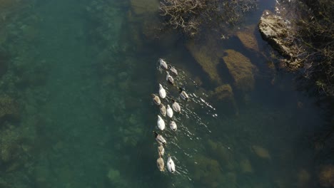 Ducks-in-raw-float-in-a-calm-emerald-water-of-lake,-beautiful-rocky-riverbed-seen-from-above-aerial-top-shot
